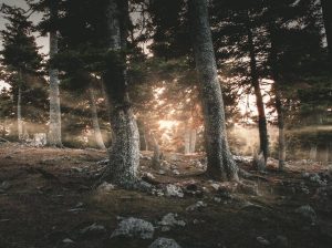 A Forest on Evia Island in Greece